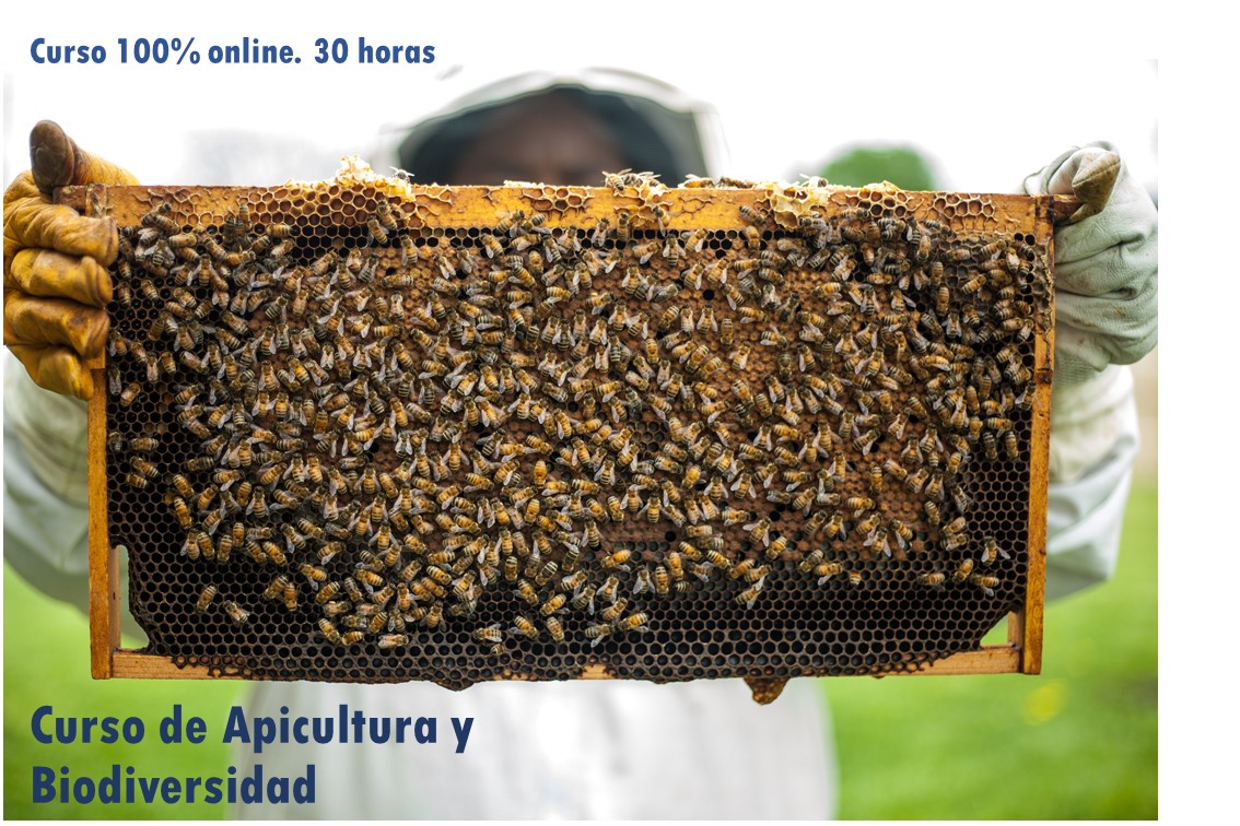 Curso de apicultura y biodiversidad
